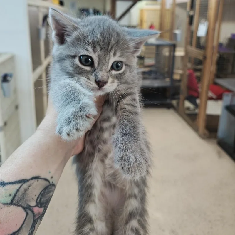 A baby small-sized female Gray / Blue / Silver Domestic Short Hair cat named Tiger for adoption in Madison, WI