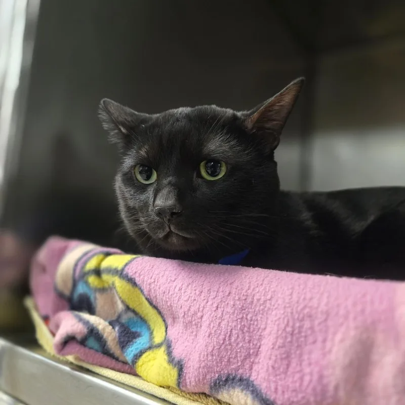 An adult large-sized male Black Domestic Short Hair cat named Tj Speedwagon for adoption in San Jacinto, CA