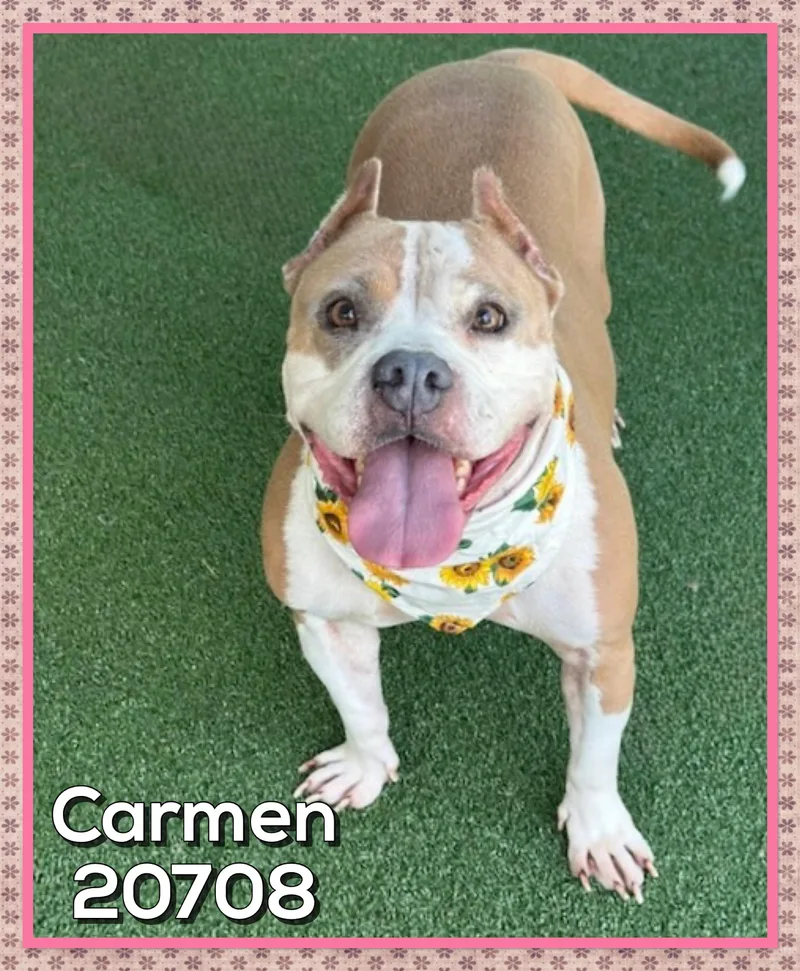 An adult medium-sized female Golden American Bully dog named Carmen for adoption in Marietta, GA