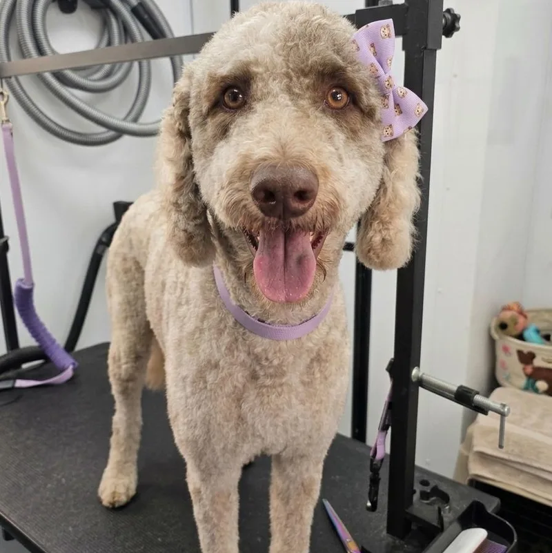 A young medium-sized female Gray / Blue / Silver Labradoodle dog named Ruby for adoption in Athens, AL