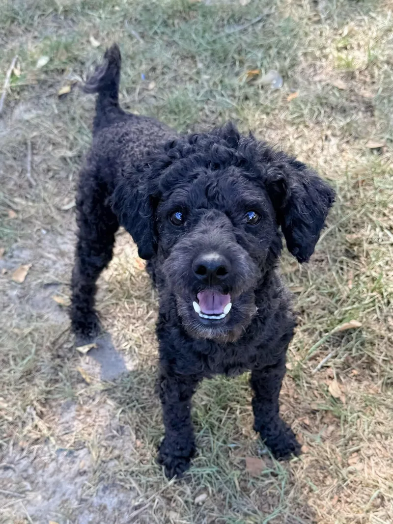 A young small-sized male Poodle (Toy) dog named Cole for adoption in Douglas, GA