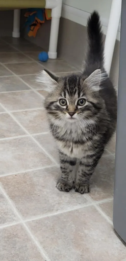 A baby medium-sized male Domestic Long Hair cat named Theo for adoption in Medford, WI
