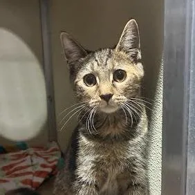 A baby small-sized female Torbie Domestic Short Hair cat named Missy for adoption in Jeffersonville, IN