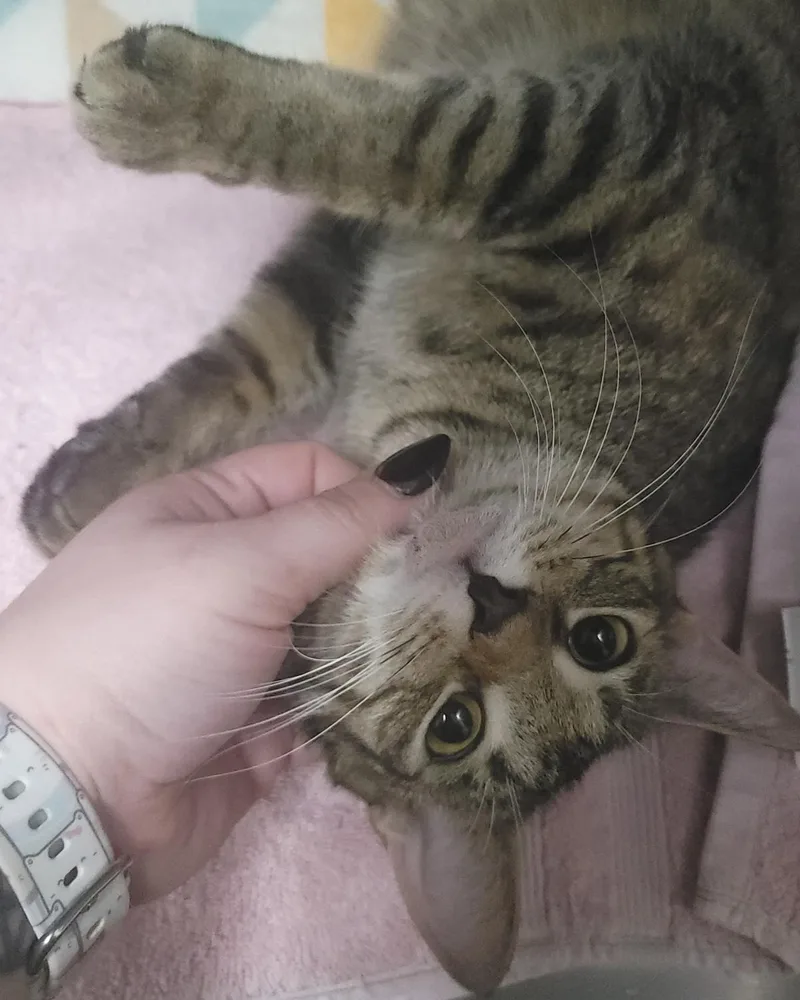 A young medium-sized female Brown / Chocolate Domestic Short Hair cat named Encore for adoption in Plover, WI
