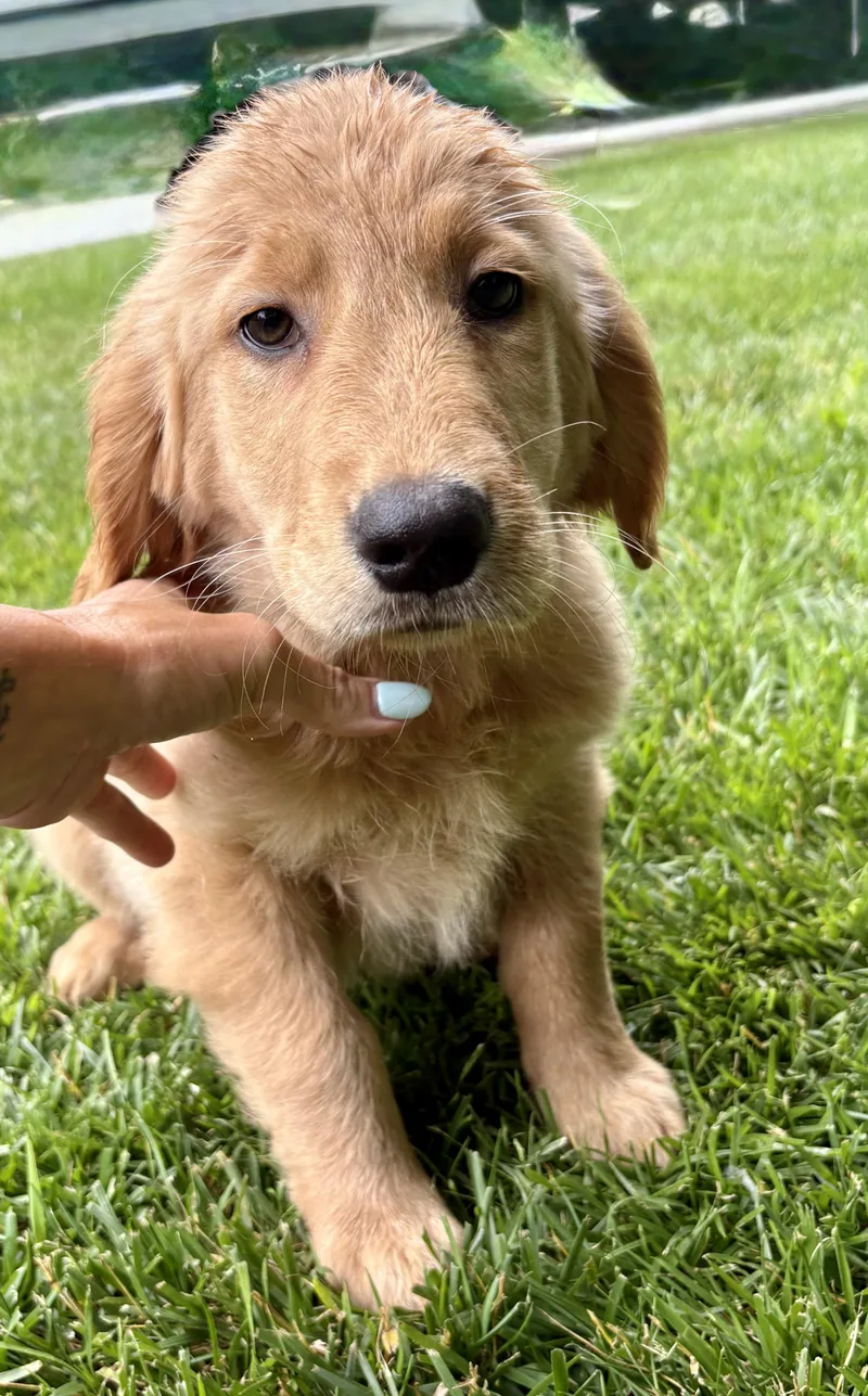 Frankie