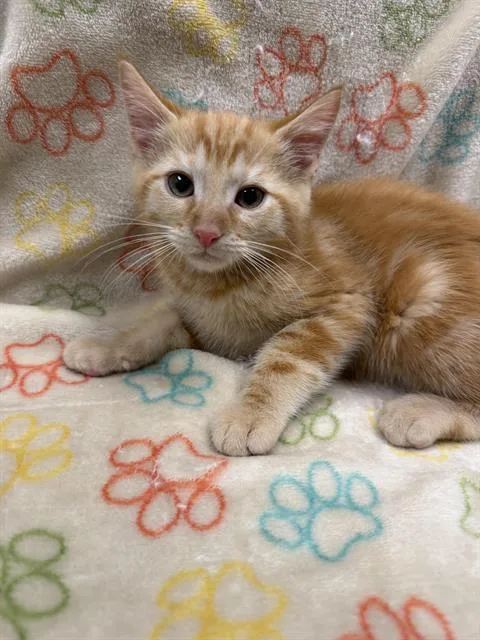 A baby small-sized male Domestic Short Hair cat named Scotch for adoption in Ontario, CA