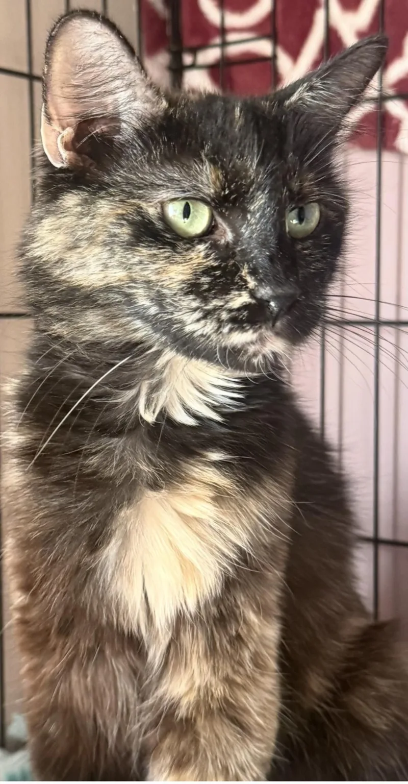 An adult medium-sized female Tortoiseshell cat named Midnight Viola for adoption in Chandler, AZ