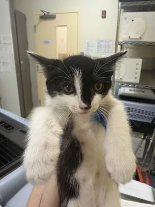 A baby small-sized female Domestic Medium Hair cat named Evangeline for adoption in Honolulu, HI