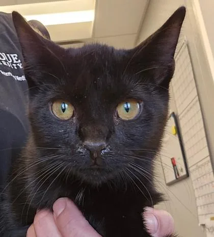A young small-sized female Domestic Short Hair cat named Echo for adoption in Lafayette, IN