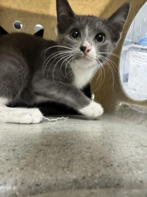 A baby small-sized male Domestic Short Hair cat named Nyx for adoption in Chatsworth, CA