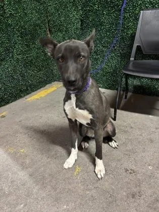 Raspberry thumbnail 2