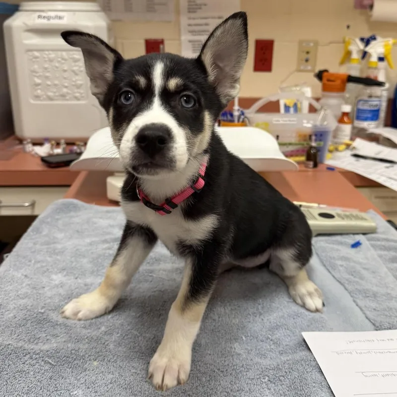 A baby small-sized female Black Husky dog named Keema for adoption in Springfield, MA