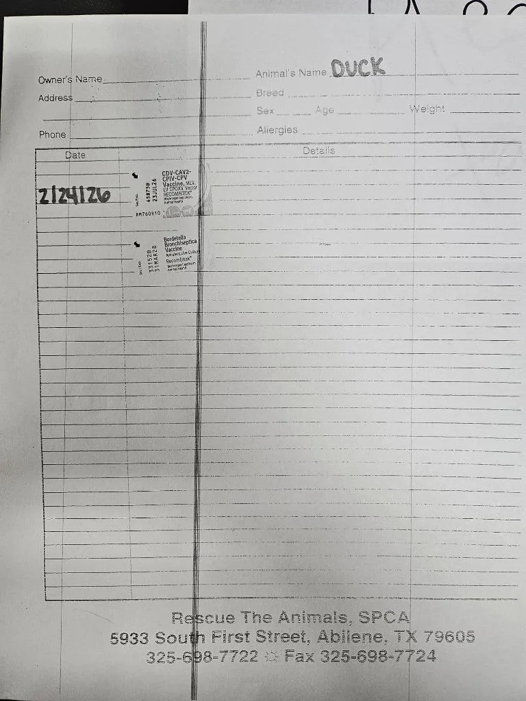 An adult large-sized male Poodle dog named Duck Standard $ for adoption in Milwaukee, WI