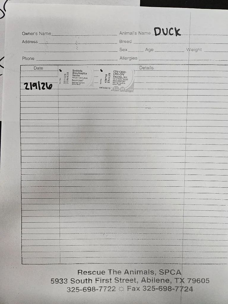 Duck Standard $ thumbnail 4