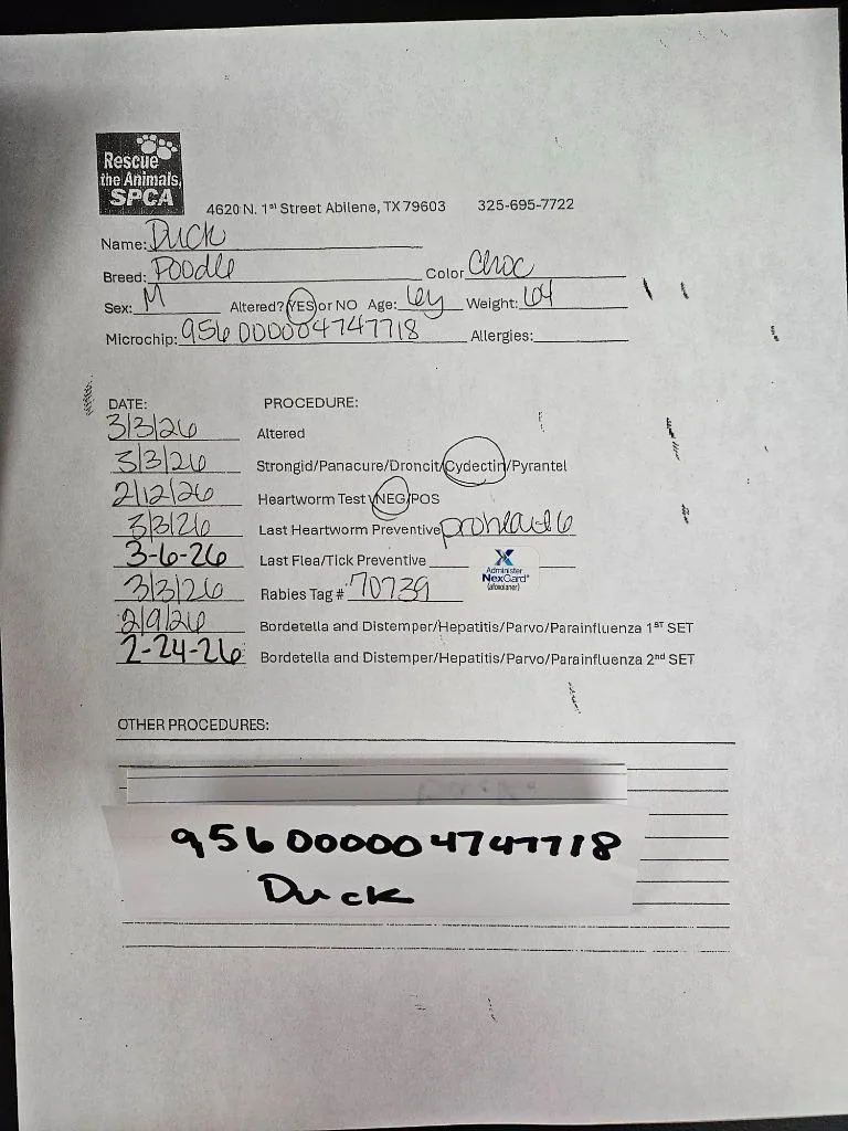 Duck Standard $ thumbnail 6