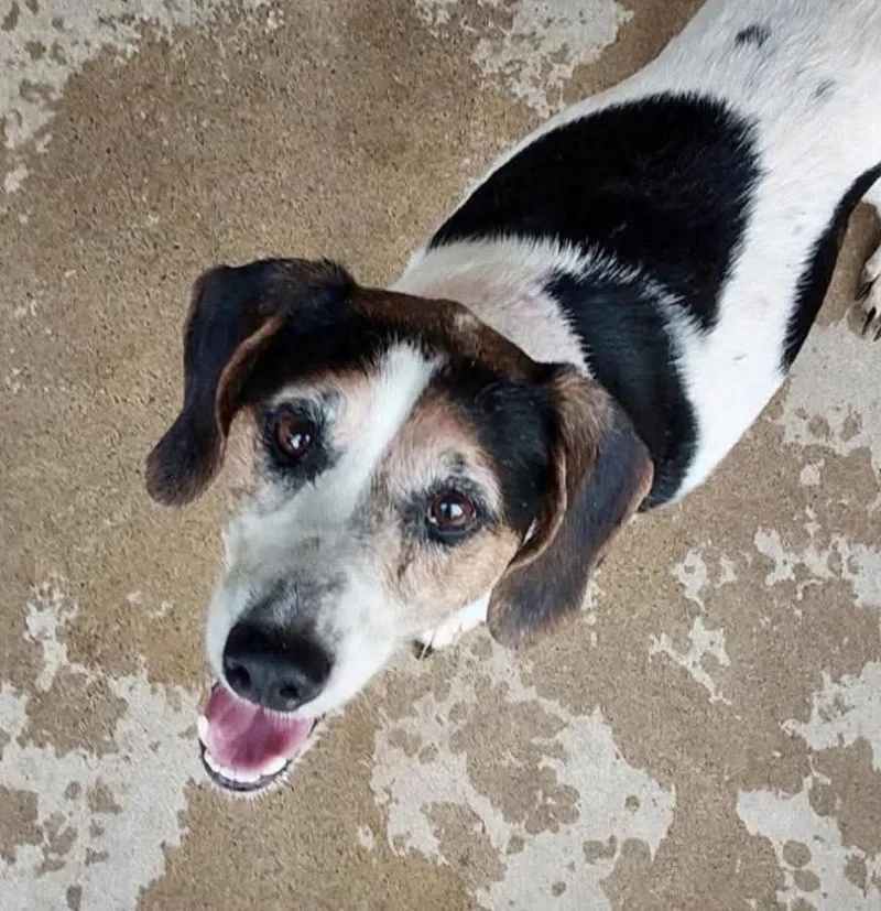 An adult medium-sized female Coonhound dog named Izzy for adoption in Spring Hill, TN