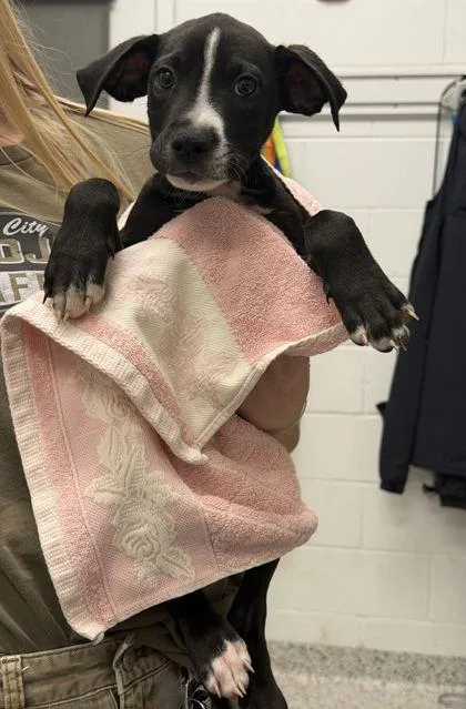 A baby small-sized male Black Mixed Breed dog named Elm for adoption in Kansas City, MO