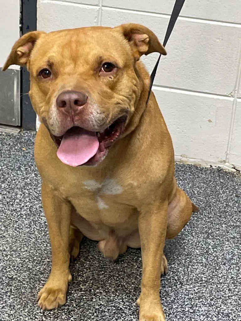 A young large-sized male American Bulldog dog named D Mickey for adoption in Tifton, GA