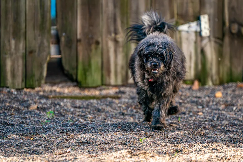 An adult small-sized male Poodle dog named Jonah for adoption in Red Wing, MN