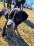 An adult medium-sized male Black Pit Bull Terrier dog named Barry for adoption in Woodbine, GA