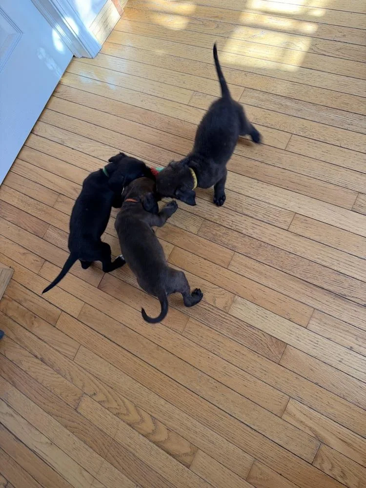 A baby medium-sized male Tricolor (Brown, Black, & White) Mixed Breed dog named Shelton for adoption in Clinton Township, MI