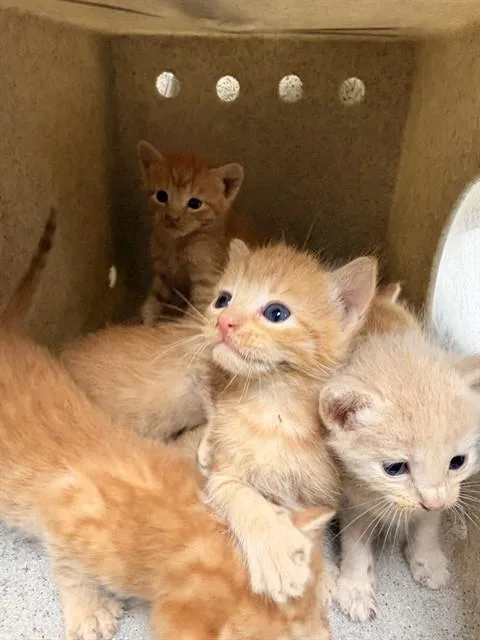 A baby small-sized male Domestic Short Hair cat named Meguni for adoption in Riverside, CA