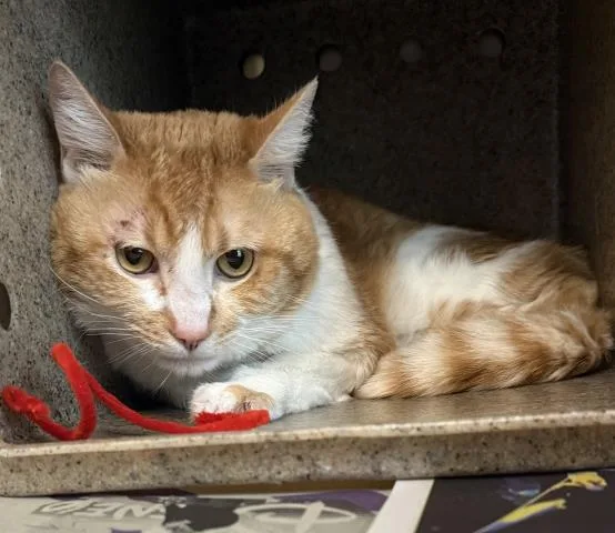 An adult large-sized male Domestic Short Hair cat named Orange Julius for adoption in Los Angeles, CA