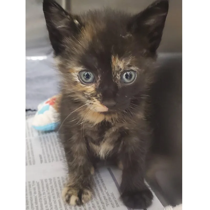 A baby small-sized female Tortoiseshell Domestic Short Hair cat named Twister for adoption in Novelty, OH