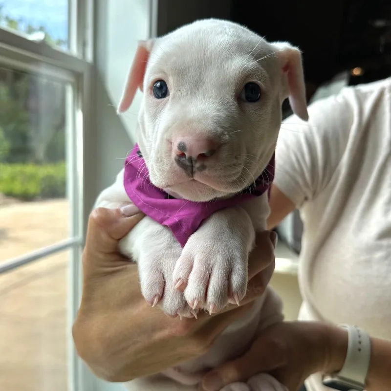 A baby small-sized female White / Cream Pit Bull Terrier dog named Argentina for adoption in Tampa, FL