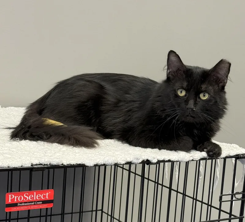 An adult large-sized male Domestic Medium Hair cat named Shamus for adoption in Hamburg, NY