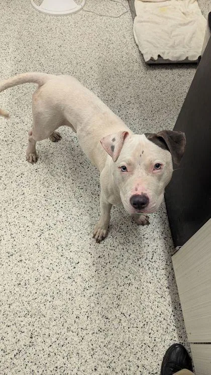 An adult medium-sized male Pit Bull Terrier dog named Teeny Topper for adoption in Atlanta, GA