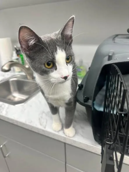 A young medium-sized female Gray & White Domestic Short Hair cat named Izzy for adoption in Reading, PA