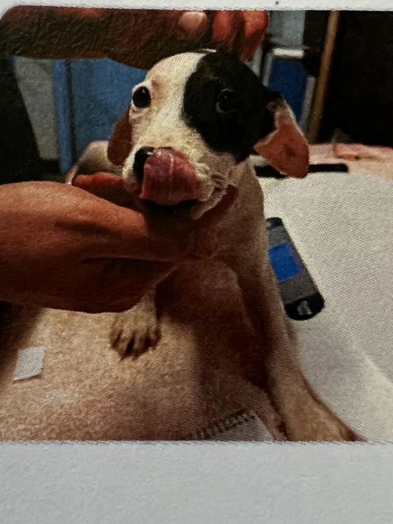 A baby medium-sized female Red / Chestnut / Orange Cattle Dog dog named Georgia for adoption in New Windsor, NY