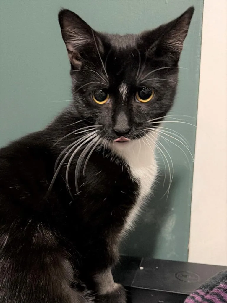 Monalisa thumbnail 2