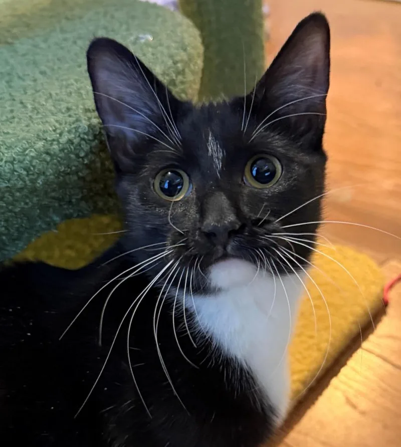 Monalisa thumbnail 3