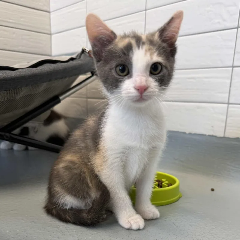 A baby small-sized female Calico Domestic Short Hair cat named Octavia for adoption in Beaumont, TX