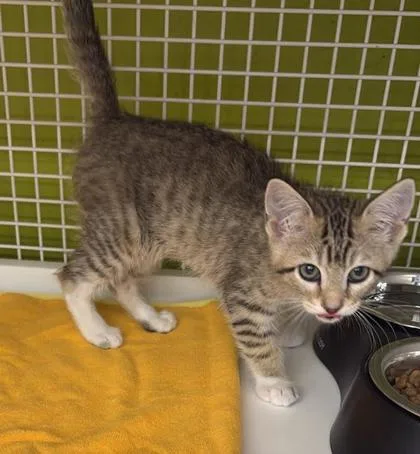 A baby small-sized female Brown / Chocolate Domestic Short Hair cat named Rose for adoption in Kansas City, MO