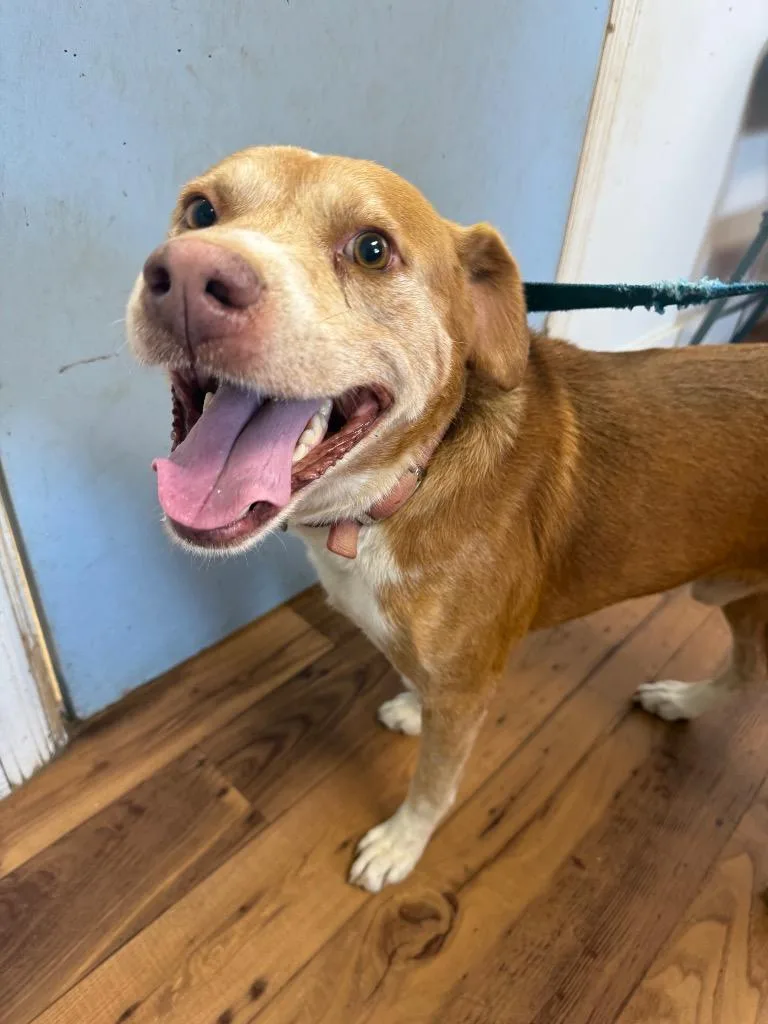An adult large-sized male American Staffordshire Terrier dog named Rex for adoption in Fayetteville, TN