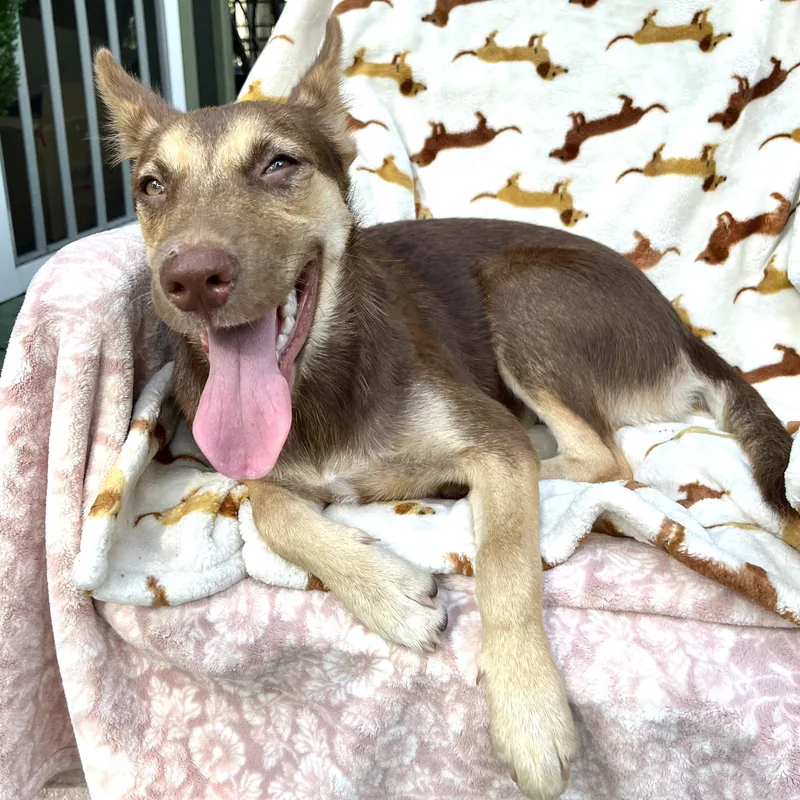 A young medium-sized female Brown / Chocolate Shepherd dog named Harper for adoption in Conroe, TX
