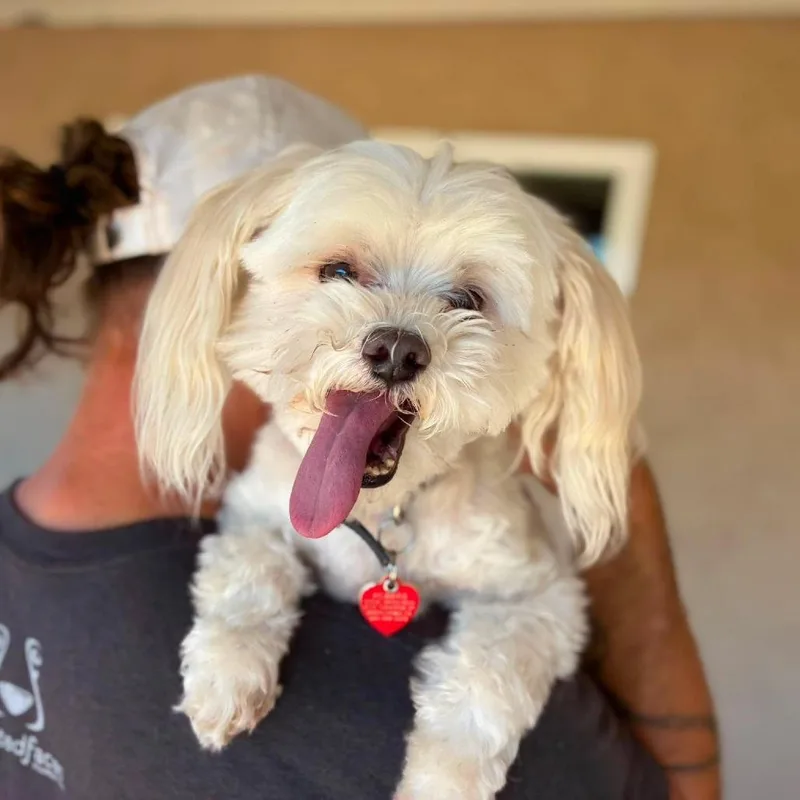 A senior small-sized male White / Cream Maltese dog named Casper for adoption in Ramona, CA