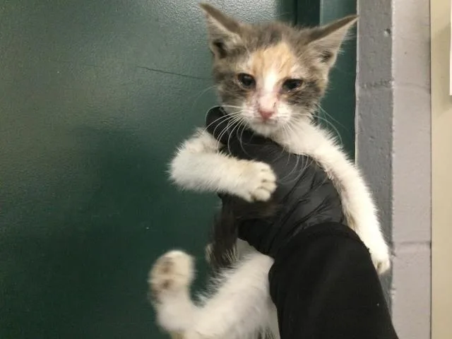 A baby small-sized female Domestic Short Hair cat named Cali for adoption in Thousand Palms, CA