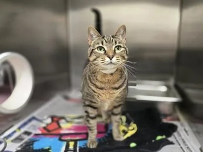 An adult small-sized female Domestic Short Hair cat named Layla for adoption in Coon Rapids, MN