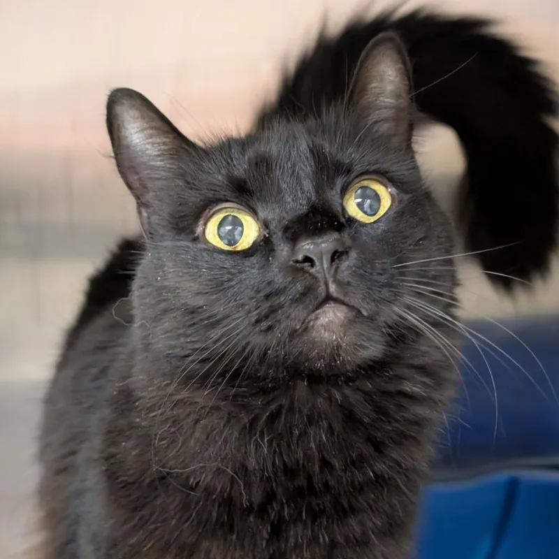 A senior small-sized female Black Domestic Short Hair cat named Delilah for adoption in Thomaston, ME