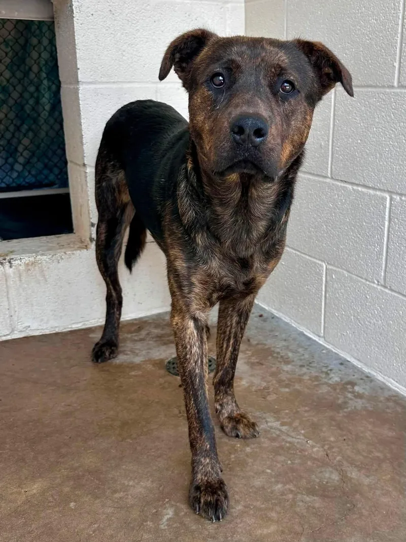 An adult large-sized male Dutch Shepherd dog named Roll for adoption in Sherman, TX
