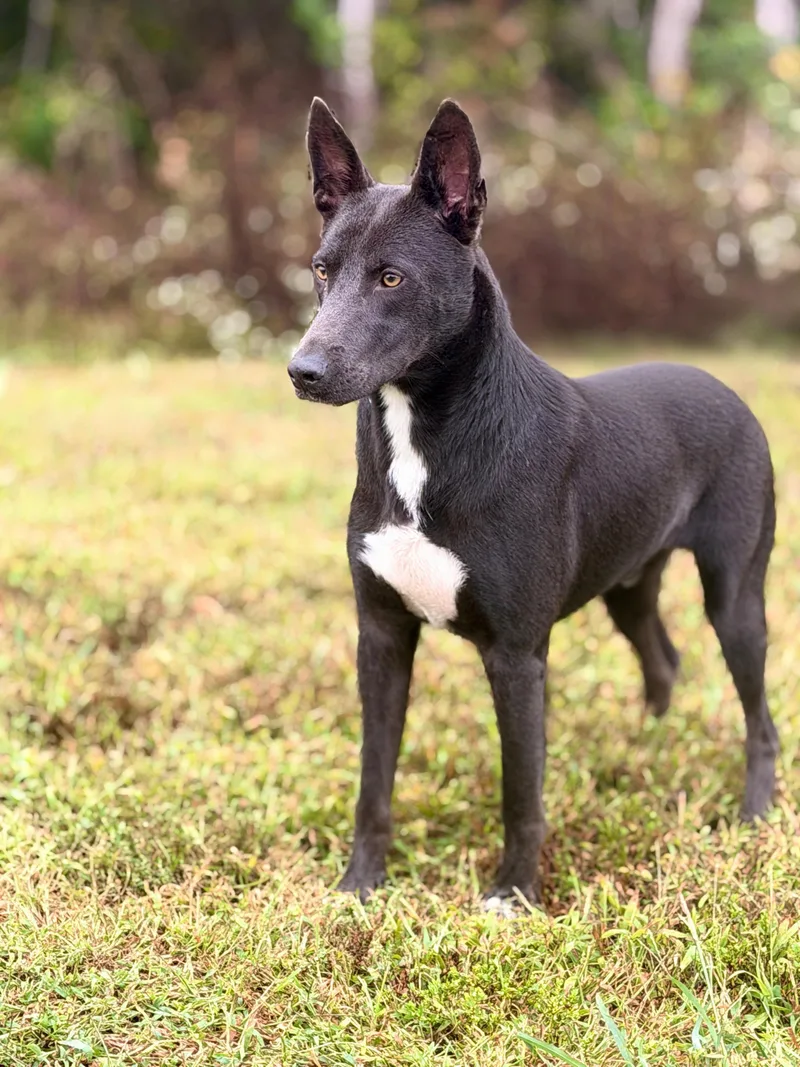 An adult large-sized male Gray / Blue / Silver Belgian Shepherd / Malinois dog named Zeus Ragnar Transport for adoption in Gradyville, KY