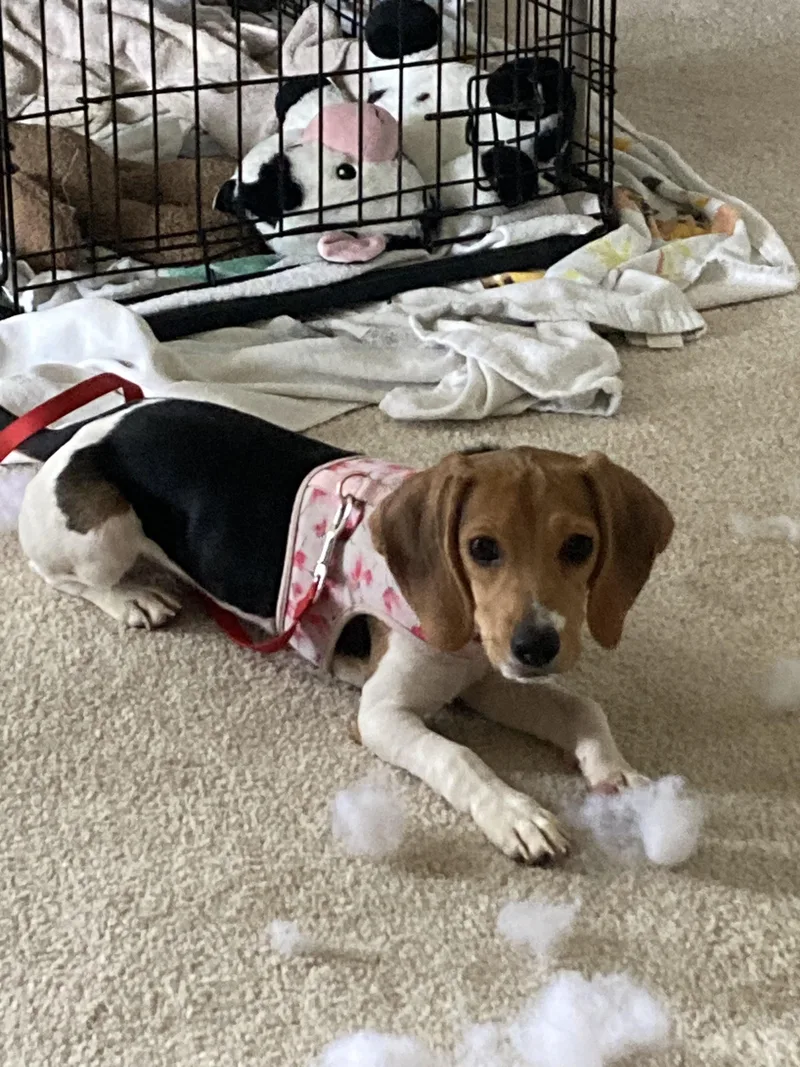 Sophie