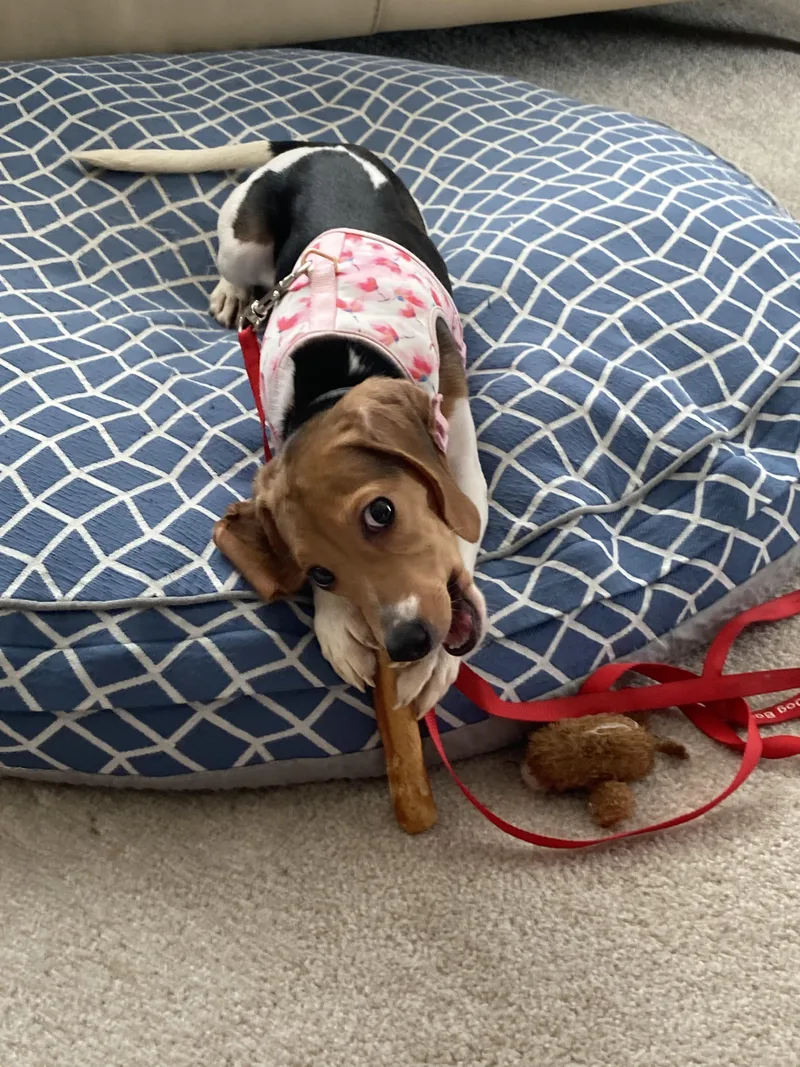 Sophie thumbnail 2
