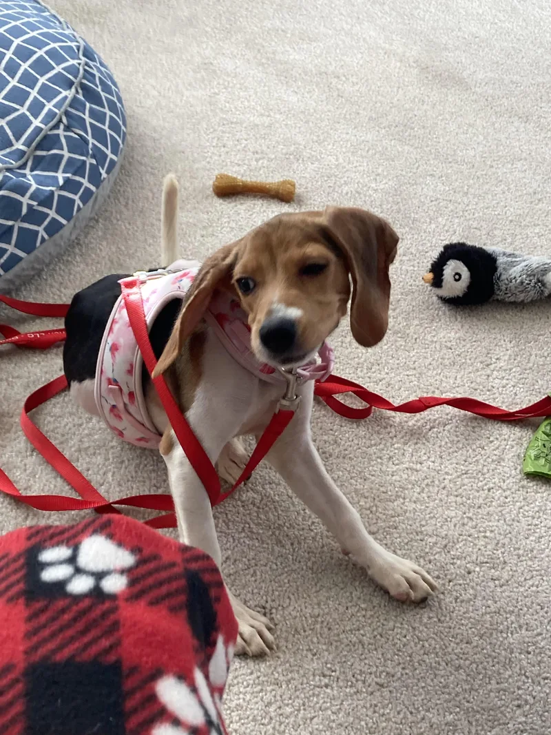 Sophie thumbnail 4