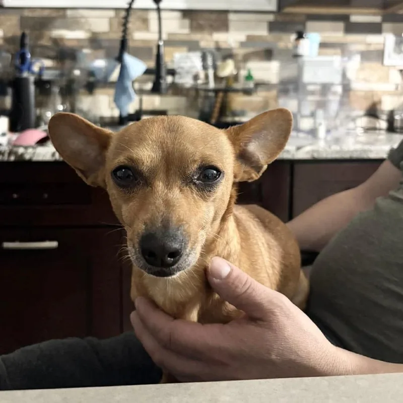 An adult small-sized male Chihuahua dog named Peanut for adoption in Plainfield, IL