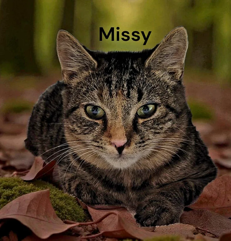 A young medium-sized female Tabby cat named Missy for adoption in Weems, VA